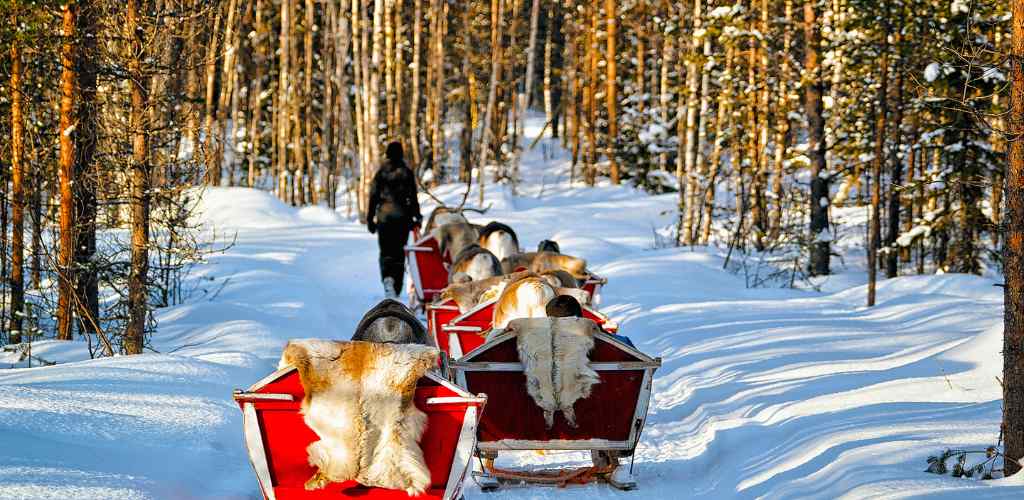 Reindeer rides in Finland