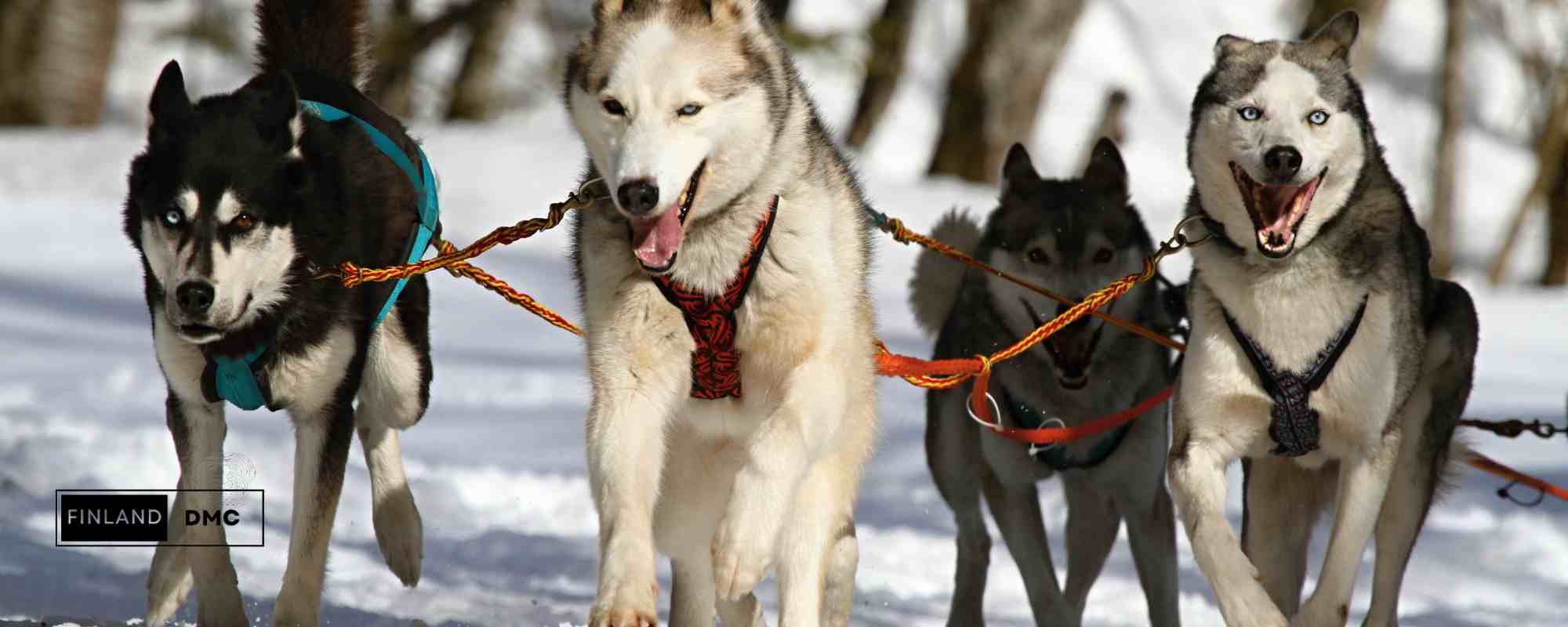 Visit Finland DMC's contract with Husky Park